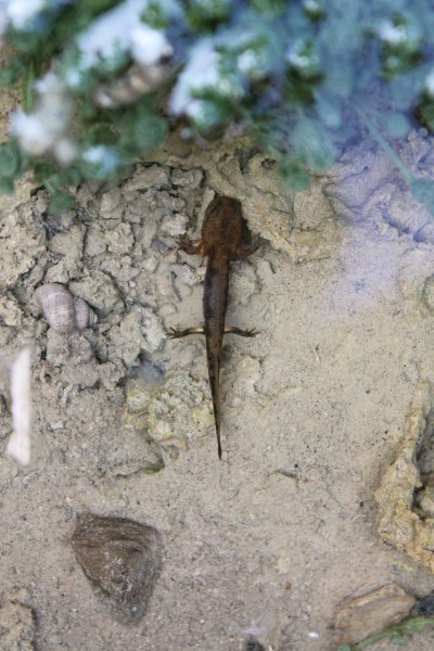 Easely recognizable larva of the fire salamander (Salamandra salamandra) by the yellow spots on both hind legs near the "hips"